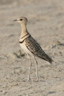 Double banded Courser by Mick Dryden