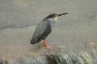 Green-backed Heron by Mick Dryden