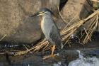 Green-backed Heron by Mick Dryden