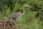 Goliath Heron by Mick Dryden