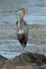 Goliath Heron by Mick Dryden