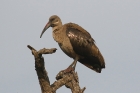 Hadeda Ibis by Mick Dryden