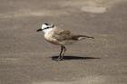 Kittlitz's Plover by Mick Dryden Kittlitz's Plover by Mick Dryden