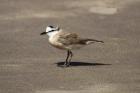 Kittlitz's Plover by Mick Dryden