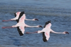 Lesser Flamingo by Mick Dryden