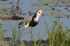 Long toed Lapwing by Mick Dryden Long toed Lapwing by Mick Dryden