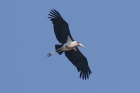 Marabou Stork by Mick Dryden