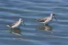 Marsh Sandpiper by Mick Dryden