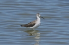 Marsh Sandpiper by Mick Dryden