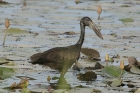 Openbill Stork by Mick Dryden