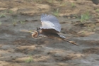 Purple Heron by Mick Dryden