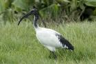 Sacred Ibis by Mick Dryden Sacred Ibis by Mick Dryden