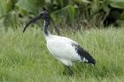 Sacred Ibis by Mick Dryden