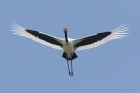 Saddle billed Stork by Mick Dryden