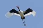 Saddle billed Stork by Mick Dryden
