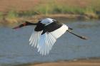 Saddle-billed Stork by Mick Dryden