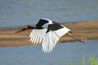 Saddle-billed Stork by Mick Dryden