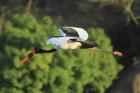 Saddle-billed Stork by Mick Dryden