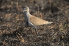 Senegal Lapwing by Mick Dryden