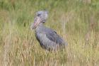 Shoebill by Mick Dryden