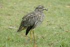 Spotted Thicknee by Mick Dryden Spotted Thicknee by Mick Dryden