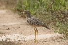Spotted Thick knee by Mick Dryden
