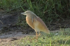 Squacco Heron by Mick Dryden