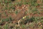 Temminck's Courser by Mick Dryden