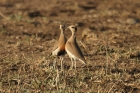 Temminck's Courser by Mick Dryden