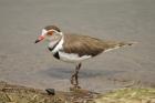 Three-banded Plover by Mick Dryden