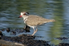 Three Banded Plover by Mick Dryden