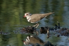 Three Banded Plover by Mick Dryden