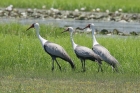 Wattled Crane by Mick Dryden