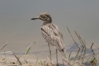 Water Thick knee by Mick Dryden