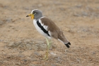 White crowned Lapwing by Mick Dryden