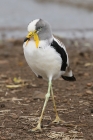 White crowned Lapwing by Mick Dryden