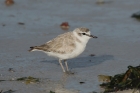 White fronted Plover by Mick Dryden