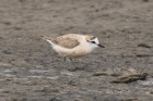 White fronted Plover by Mick Dryden