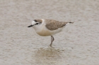 White fronted Plover by Mick Dryden