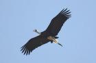 Woolly-necked Stork by Mick Dryden