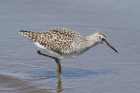 Wood Sandpiper by Mick Dryden Wood Sandpiper by Mick Dryden