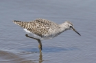 Wood Sandpiper by Mick Dryden