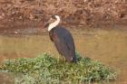 Woolly-necked Stork by Mick Dryden