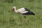 White Stork by Mick Dryden