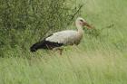 White Stork by Mick Dryden