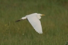 Yellow billed Egret by Mick Dryden