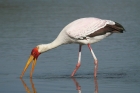 Yellow-billed Stork by Mick Dryden