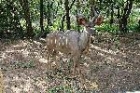 Male Kudu at Halcyon by Mick Dryden