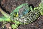 Green Lizards by Malcolm Smith
