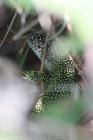 Green Lizard by Rowland Williams Green Lizard by Rowland Williams